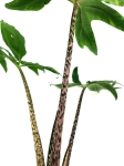 Alocasia branchifolia - L