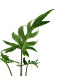 Alocasia branchifolia - L