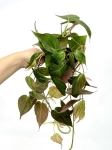 Philodendron micans - zdjęcie poglądowe gatunku