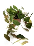 Philodendron micans XL