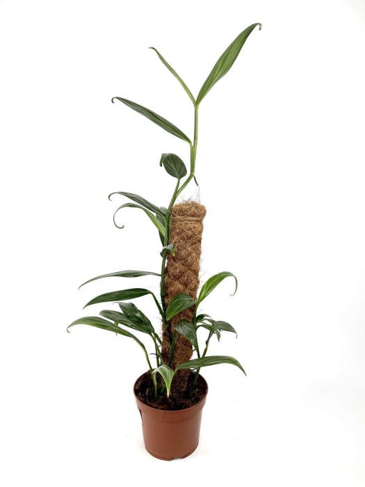Epipremnum amplissimum 'Silver'