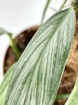 Epipremnum amplissimum 'Silver'