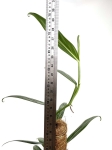 Epipremnum amplissimum 'Silver'