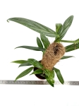 Epipremnum amplissimum 'Silver'