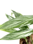 Epipremnum amplissimum 'Silver'