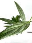 Epipremnum amplissimum 'Silver'
