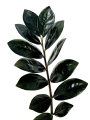 Zamioculcas Raven