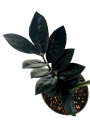Zamioculcas Raven