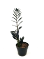 Zamioculcas Raven