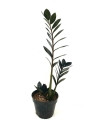 Zamioculcas Raven