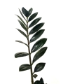 Zamioculcas Raven