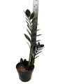 Zamioculcas Raven