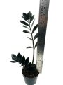 Zamioculcas Raven