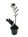 Zamioculcas Raven