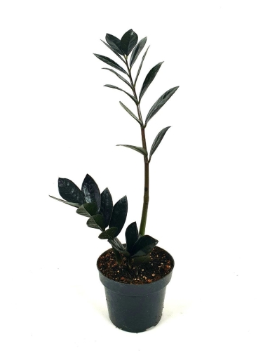 Zamioculcas Raven