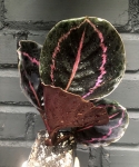 Calathea roseopicta Dottie - M