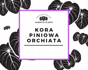 Kora piniowa ORCHIATA 4-6mm - 5 L