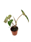 Philodendron verrucosum XL