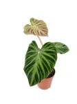 Philodendron verrucosum XL