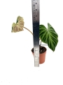 Philodendron verrucosum XL