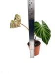 Philodendron verrucosum XL