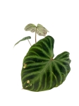 Philodendron verrucosum XL
