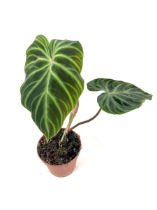 Philodendron verrucosum