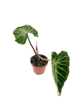 Philodendron verrucosum XL