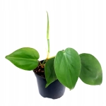 Philodendron hederaceum (scandens) - M