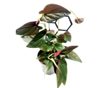 Syngonium erythrophyllum - roślina mateczna