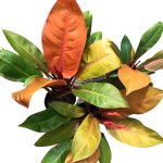 Philodendron prince of orange - dorosła forma