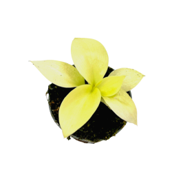  Philodendron Lemon Lime / Malay Gold - S