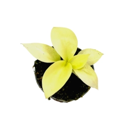  Philodendron Lemon Lime / Malay Gold - S