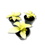 Philodendron Lemon Lime / Malay Gold - S