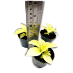 Philodendron Lemon Lime / Malay Gold - S