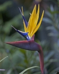 Strelitzia reginae 'Mandela's Gold'