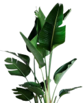 Strelitzia nicolai - dorosła forma