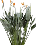 Strelitzia reginae dorosła forma