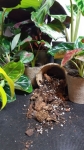 Podloze-gotowe-premium-Anthurium-Rhapidophora-5L-Pojemnosc-5-l.jpg