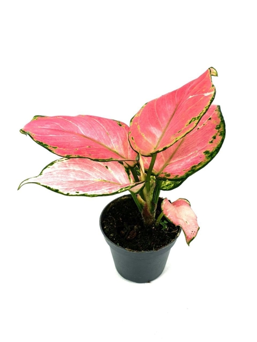 Aglaonema Red Dragon - S