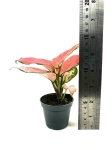 Aglaonema Red Dragon - S