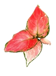 Aglaonema Red Dragon - S