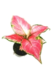 Aglaonema Red Dragon - S