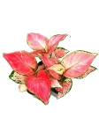 Aglaonema Red Dragon - S