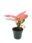 Aglaonema Red Dragon - S