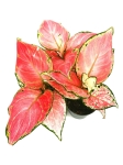 Aglaonema Red Dragon - S