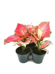 Aglaonema Red Dragon - S