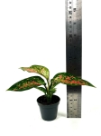Aglaonema Red Valentine - S