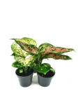 Aglaonema Red Valentine - S