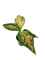 Aglaonema Red Valentine